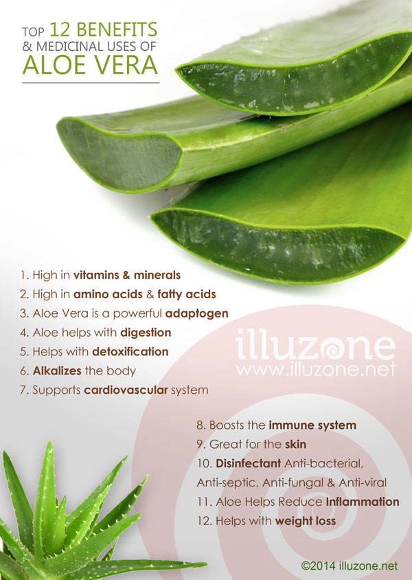 ARTICLE & VISUAL | Top 12 Benefits  & Medicinal uses of Aloe Vera