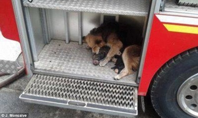 Tireless: She ran between the house and truck over and over again until all puppies were safe 