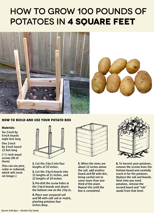 ARTICLE & VISUAL | How to grow 100 pounds of Potatoes in 4 square feet?