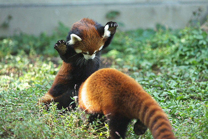 Red Panda 7