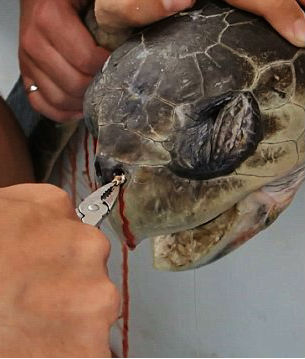 Sea Turtle with Straw up its Nostril – “NO” TO PLASTIC STRAWS