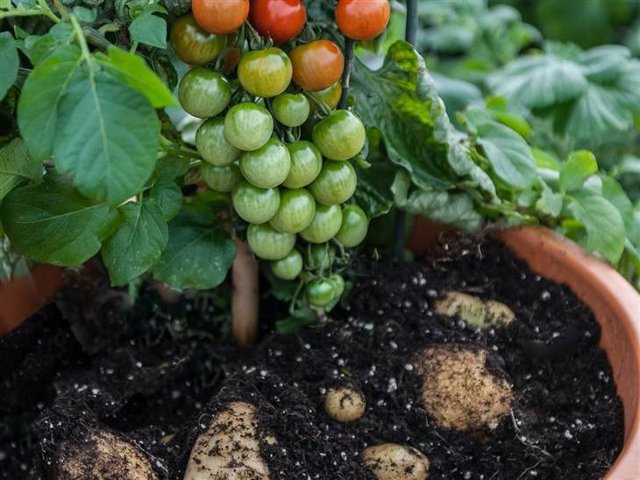 Say hello to the Tomato, a plant that grows both Tomatoes and Potatoes. PHOTO: THOMPSON AND MORGAN