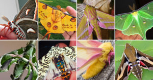 20 most beautiful moths species