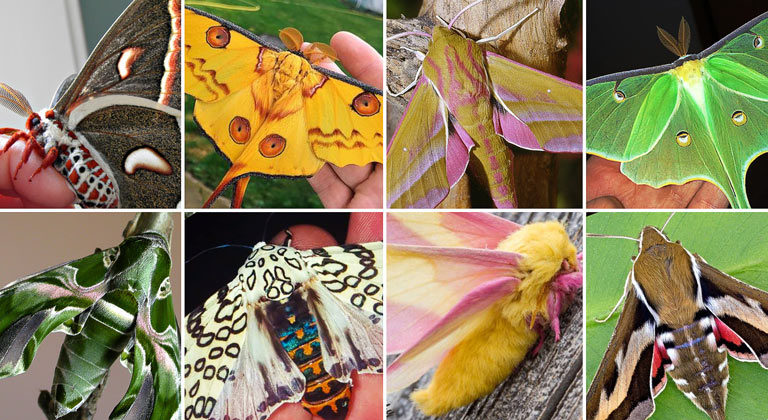 20 of the most beautiful moth species