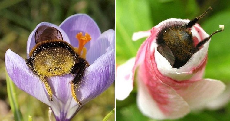 Best Collection Of Cute Bumblebee Bums