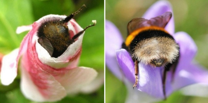 Best Collection Of Cute Bumblebee Bums