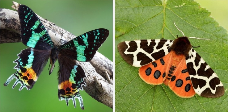 20 of the most beautiful moth species