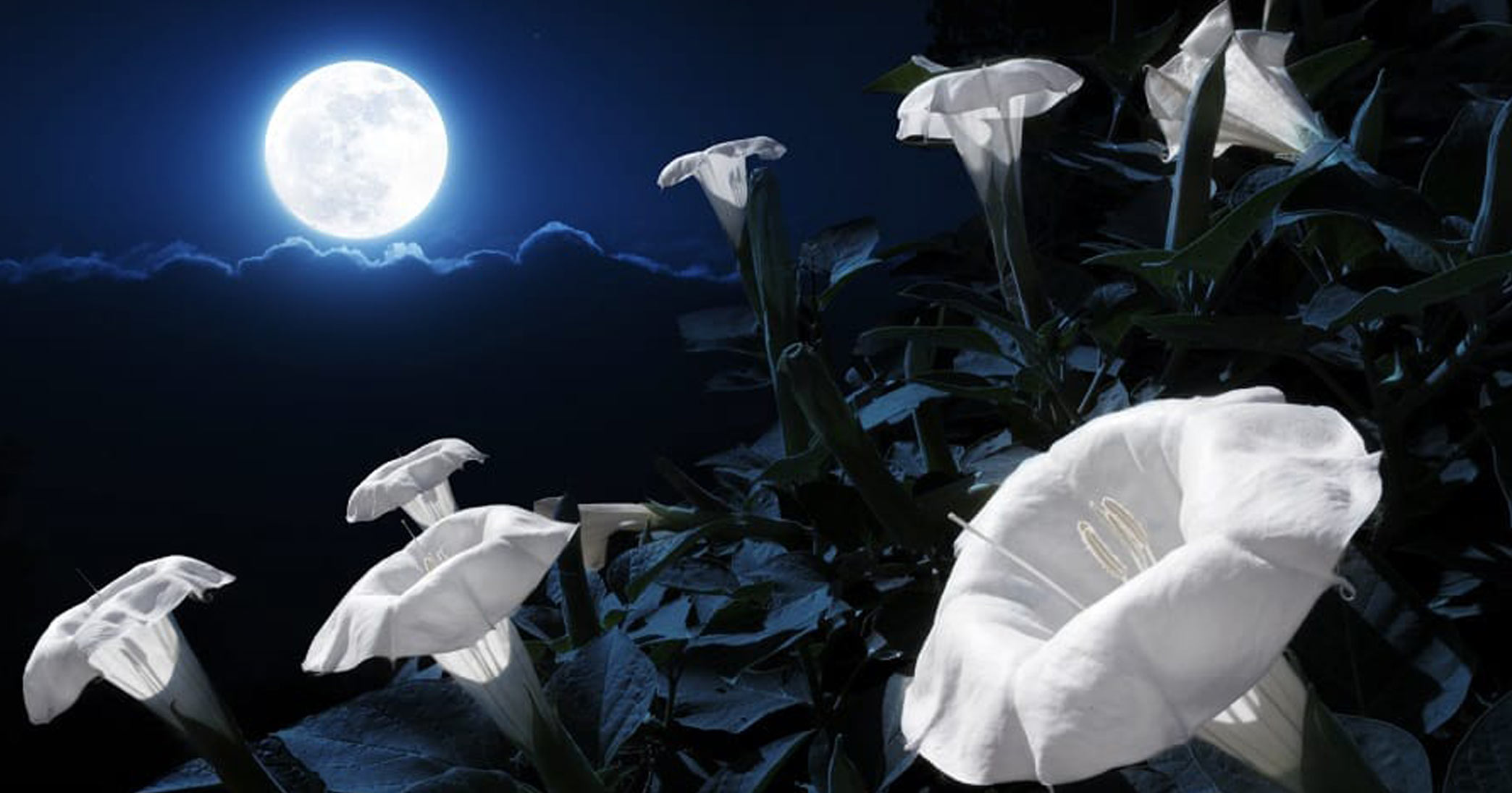 20 night flowers for moon garden