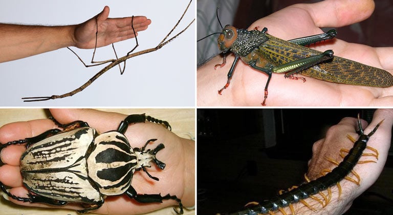 20 of the Largest Insects in the World