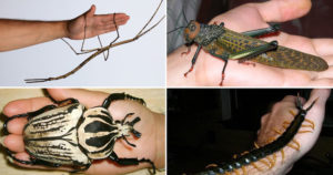 20 of the largest insects in the world