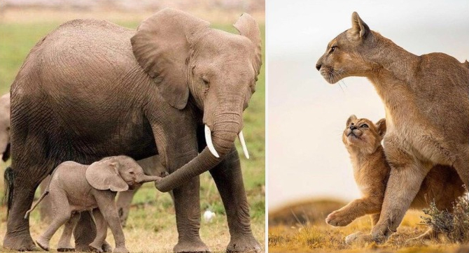 These 50 Adorable Baby Animals With Their Parents Will Melt Your Heart