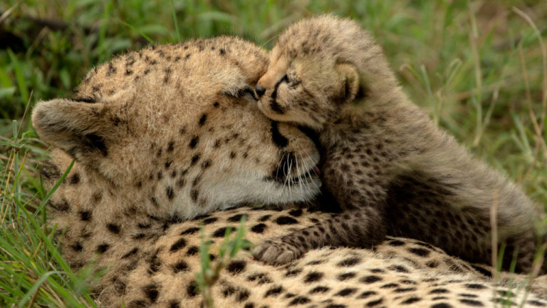 These Adorable Baby Animals With Their Parents Will Melt Your Heart