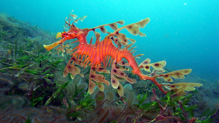 LEAFY SEA DRAGON, A VISUALLY SPECTACULAR  SEA CREATURE WITH INCREDIBLE CAMOUFLAGE