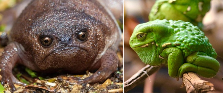 Jumping Jewels: 15 Exotic Frogs and Toads to Delight and Amaze