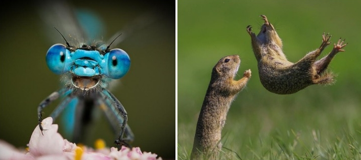 Comedy Wildlife Photography Awards 2021 Finalists: From Monkey With ‘Blue Balls’ to Gossiping Raccoons.