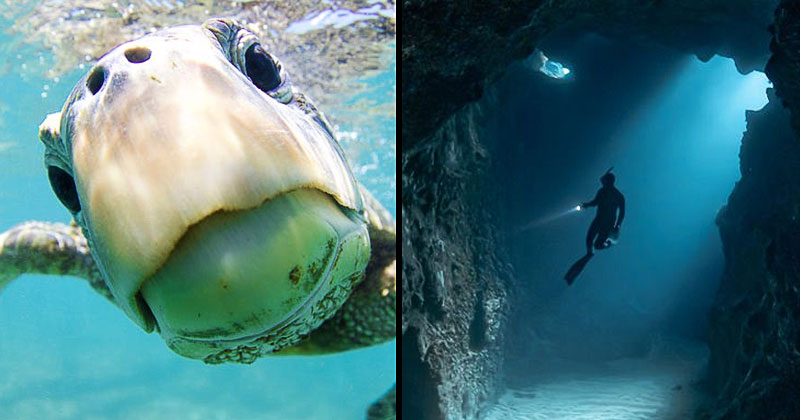 40 Of The Most Outstanding Underwater Photography From Around The World
