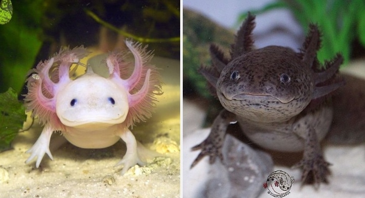 The Axolotl – An Aquatic Salamander That Seems To Have A Perpetual Smile On Its Face