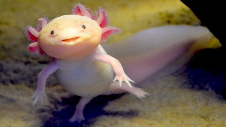The Axolotl – An Aquatic Salamander That Seems To Have A Perpetual Smile On Its Face