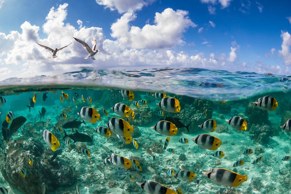40 Of The Most Outstanding Underwater Photography From Around The World ...