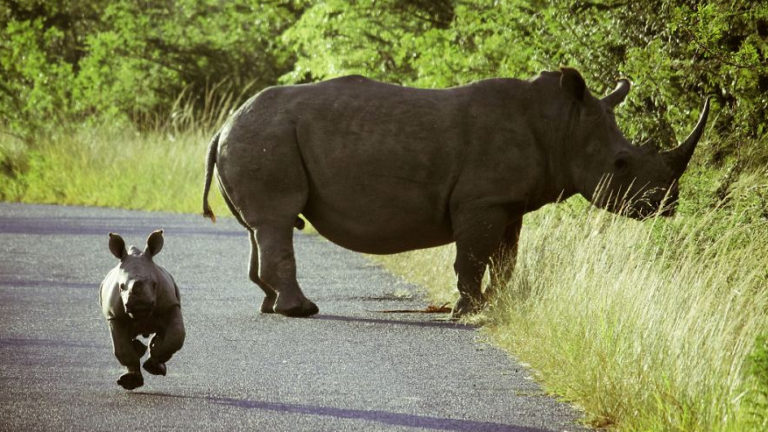 Playful Baby Rhino Bounces And Skips Along The Road In The South African Bush