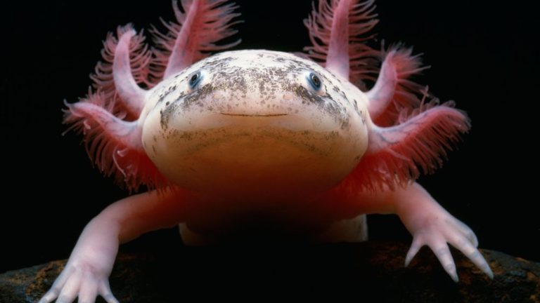 The Axolotl – An Aquatic Salamander That Seems To Have Never Grown up into Adulthood!