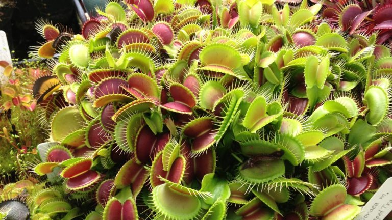 How to Grow Carnivorous Plants at Home