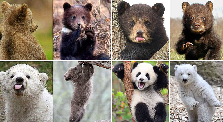 65 Most Adorable Bear Cubs Compilation