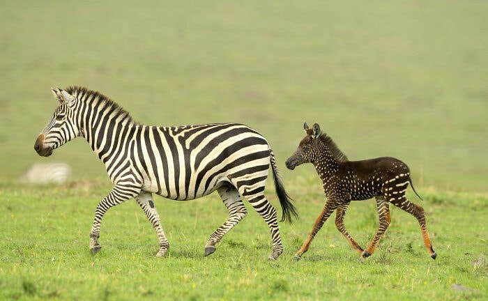 Rare Baby Zebra Born With Polka Dots Instead Of Stripes In Kenya