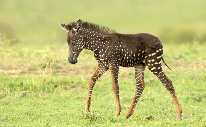 Rare Baby Zebra Born With Polka Dots Instead Of Stripes In Kenya