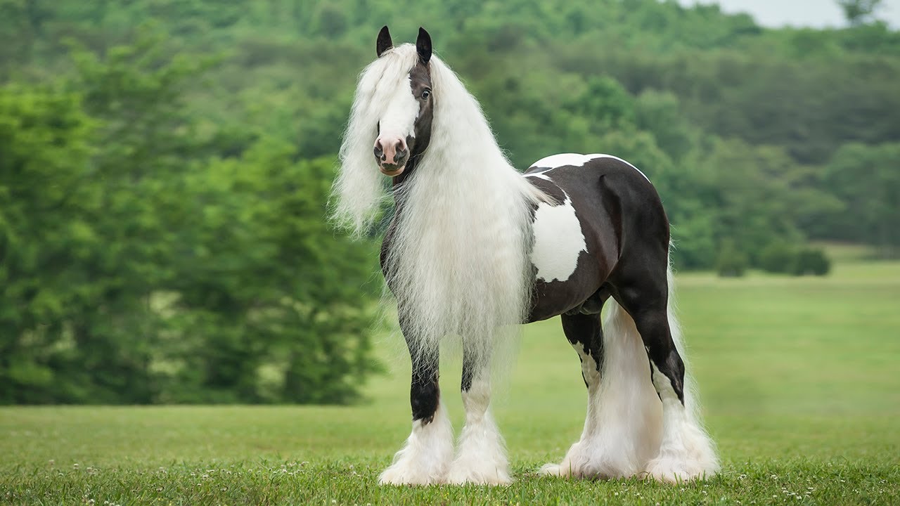 Цыганская упряжная лошадь (Тинкер, ирландский КОБ)