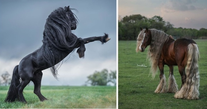 19 Most Magnificent Horse Breeds From Around The World