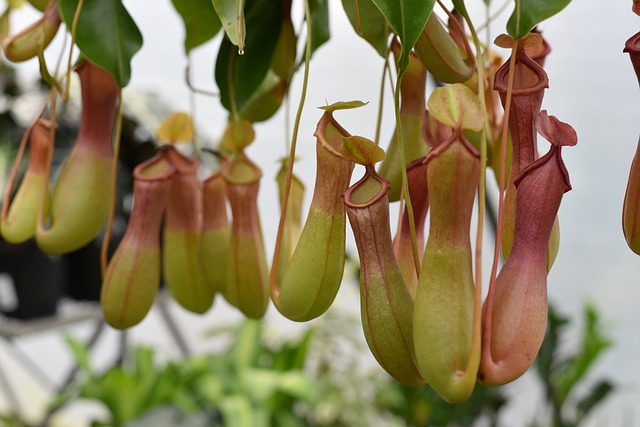 Monkey Cups (Nepenthes) - Carnivorous Houseplants