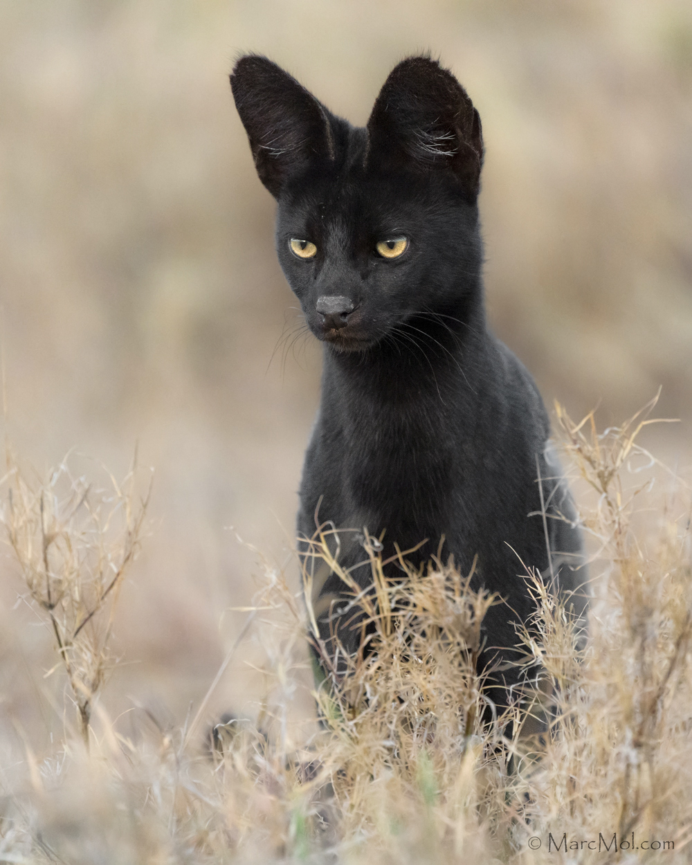 Manja, The Rare Melanistic Serval Cat Roams The Serengeti In Tanzania ...