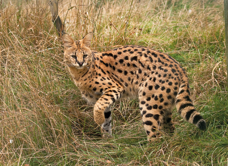 Manja The Rare Melanistic Serval Cat Roams The Serengeti In Tanzania Illuzone 