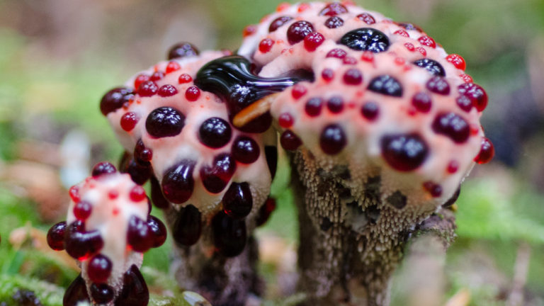 18 Most Bizarre Mushroom And Fungi Species In The World
