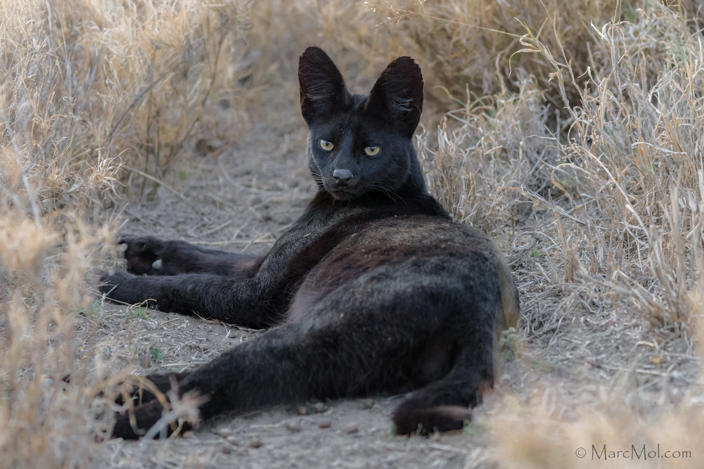 Manja, The Rare Melanistic Serval Cat Roams The Serengeti In Tanzania ...