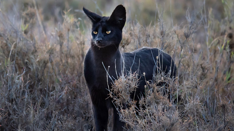 Manja, The Rare Melanistic Serval Cat Roams The Serengeti In Tanzania