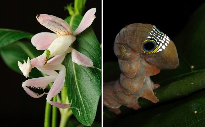 Top 12 Insects With The Most Incredible Camouflage And Mimicry