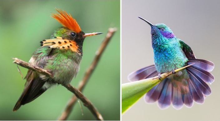 12 Of The Most Spectacular Hummingbirds In The World