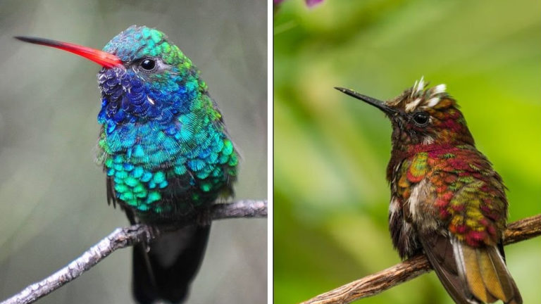 12 Of The Most Spectacular Hummingbirds In The World