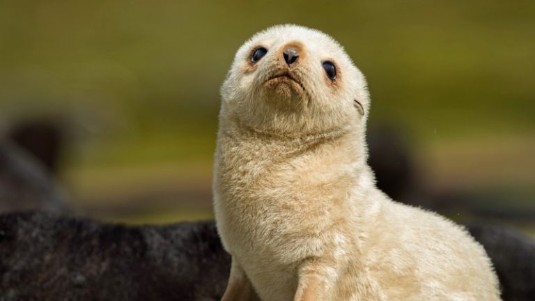 A Rare Blonde Baby Seal Spotted In South Georgia Island