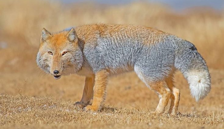 Meet The Tibetan Fox, A Rarely Sighted Animal With A Unique Facial Expression