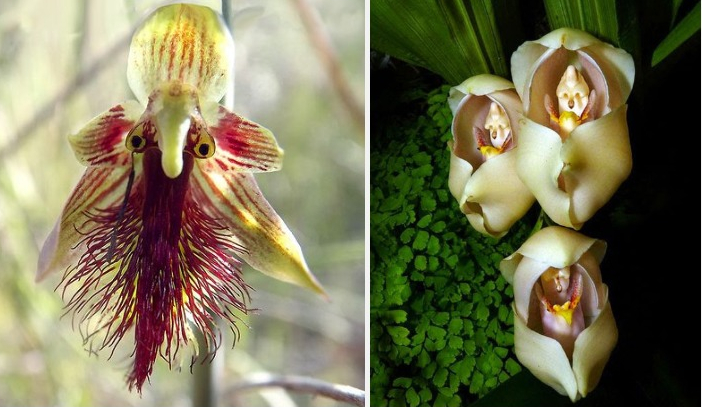 14 Intriguing Orchid Species That Look Like Something Entirely Different