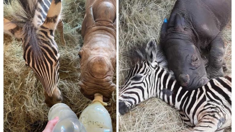 Orphaned Rhino Calf And Baby Zebra Form An Unexpected Bond After Being Rescued