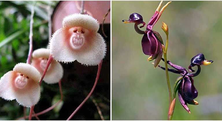 14 Intriguing Orchid Species That Look Like Something Entirely Different