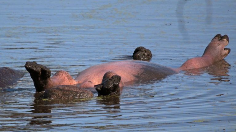 Sun-loving Hippo Was Sighted Chilling On Its Back While Seemingly Getting A Tan