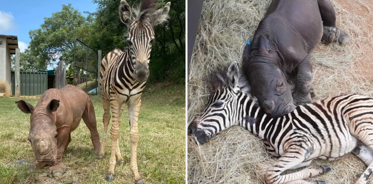 Orphaned Rhino Calf And Baby Zebra Form An Unexpected Bond After Being Rescued