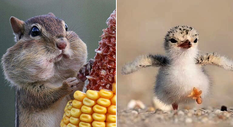 45 Hilarious Animal Photos Captured At Just The Right Time