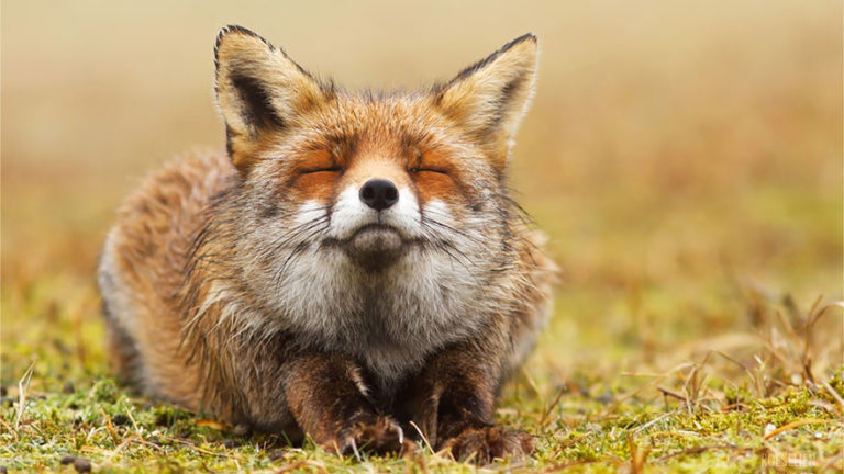 Beautiful Zen Foxes Are Photographed Enjoying Some Peaceful Time In The Wild
