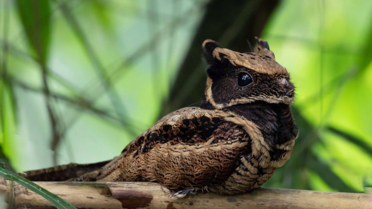 The Great Eared Nightjar, A Dragon-like Bird Straight Out Of A Fantasy Movie